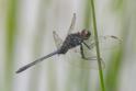 Erythemis plebeja (Pin-tailed Pondhawk) male-3.jpg